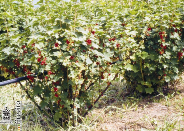Grosella - Redcurrant - Grosella (Ribes sp.) >> Grosella (Ribes sp.) - Planta.jpg